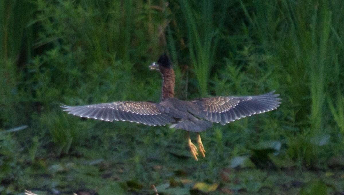 Green Heron - Jason Forbes