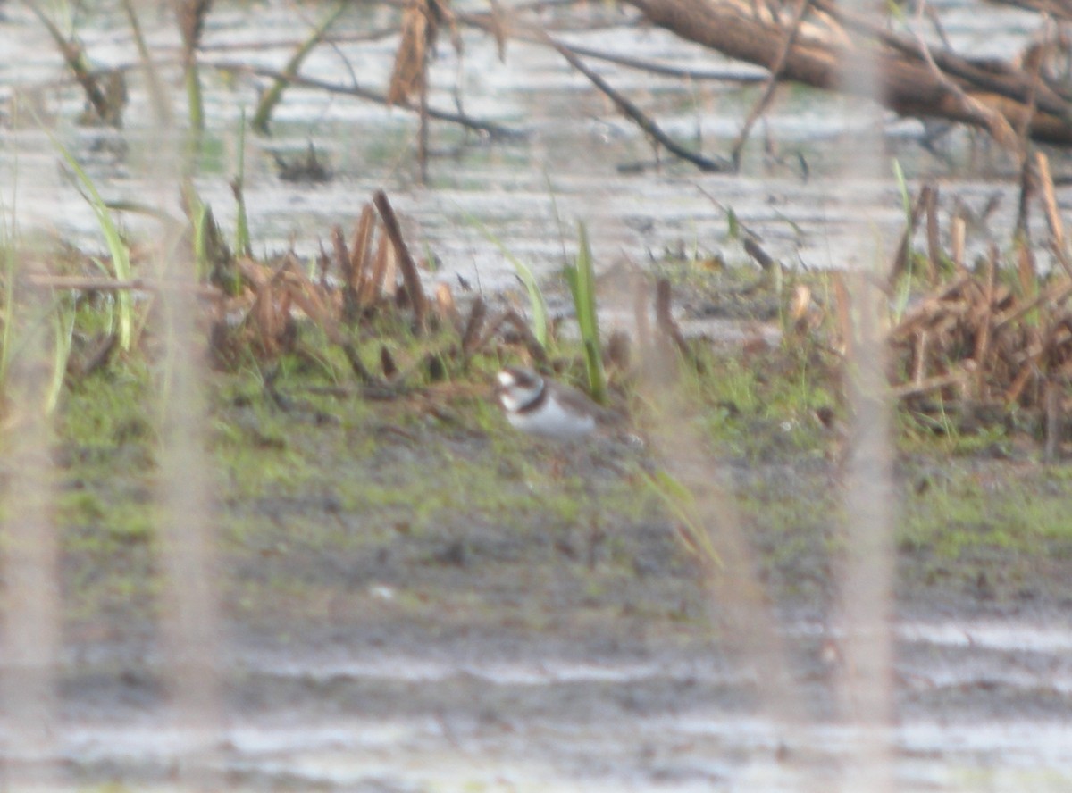 Semipalmated Plover - ML30066451
