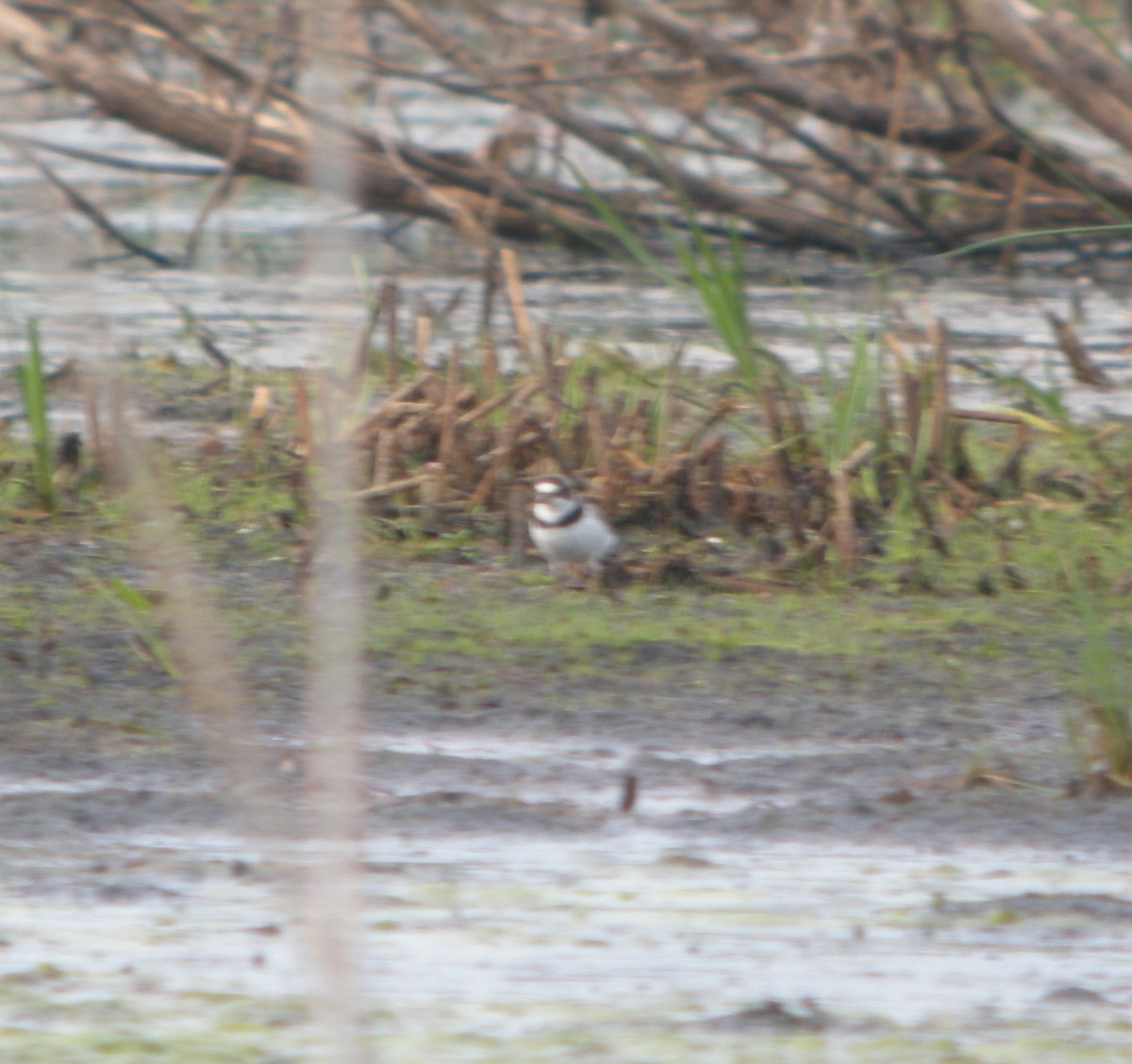 Semipalmated Plover - ML30066461