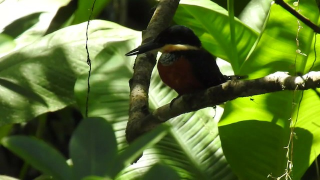 Green-and-rufous Kingfisher - ML300665051