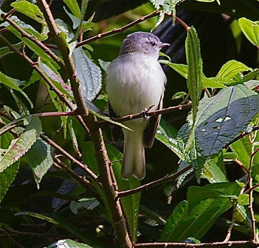 White-tailed Tyrannulet - Karl Overman