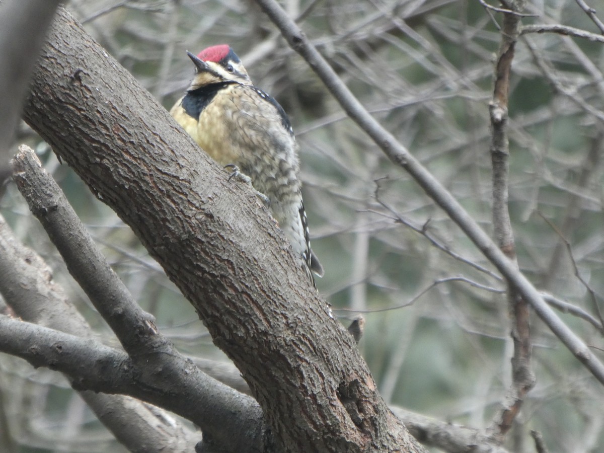 Yellow-bellied Sapsucker - J Roak