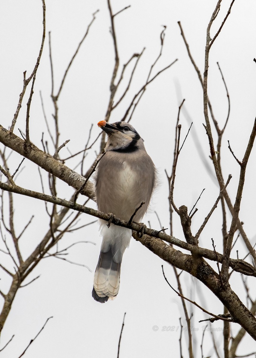 Blue Jay - ML300669231