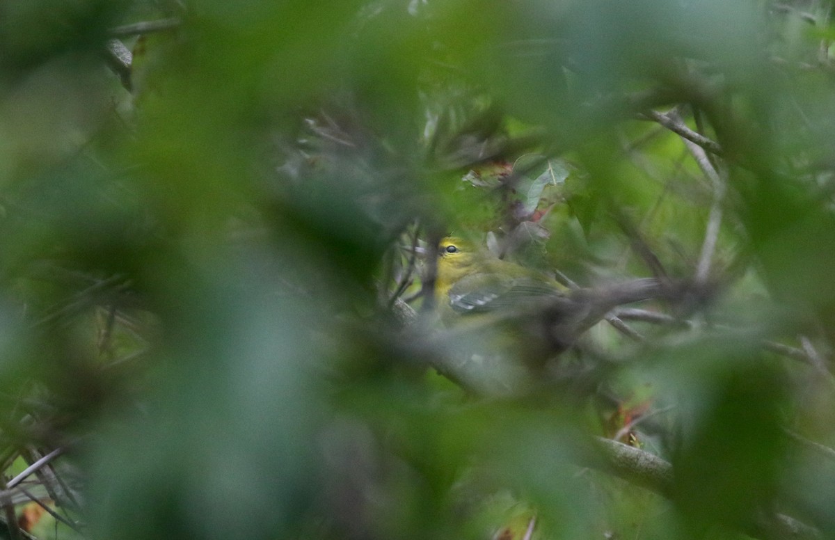 Blue-winged Warbler - ML300669261