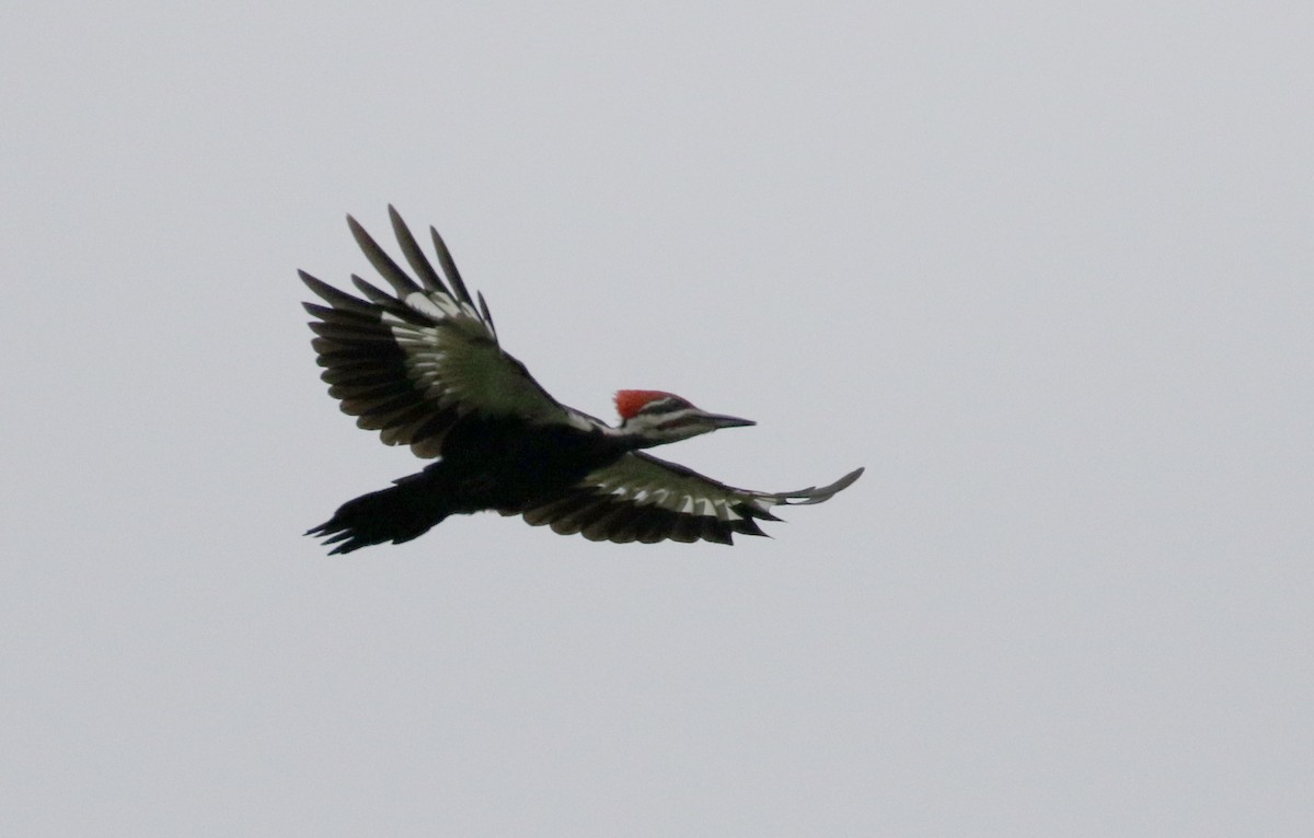 Pileated Woodpecker - ML300670341