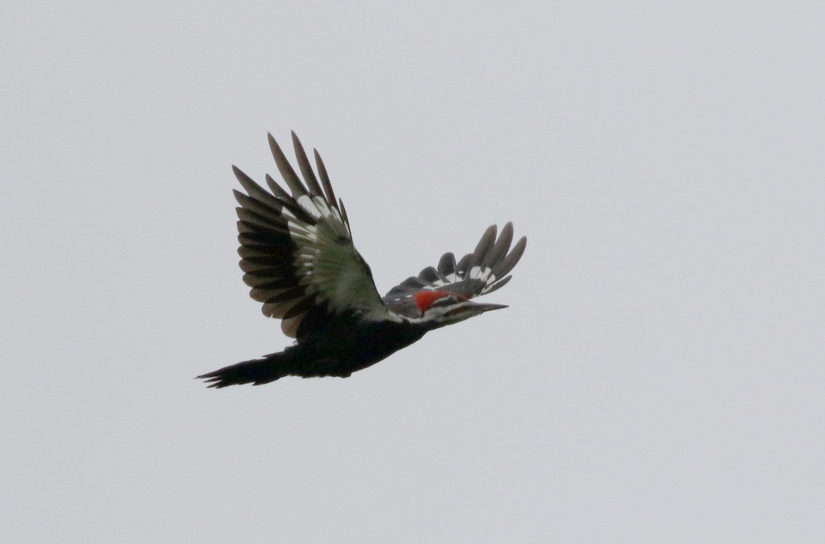 Pileated Woodpecker - ML300670351