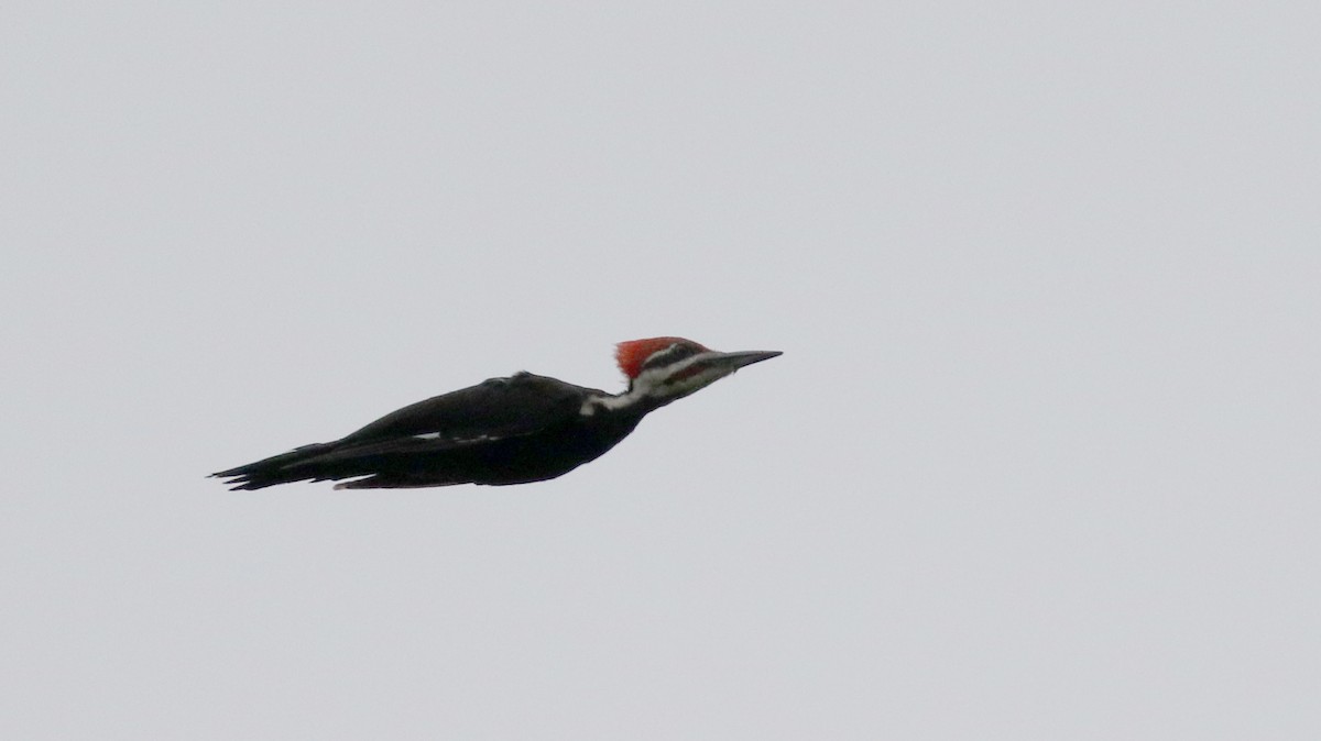 Pileated Woodpecker - ML300670371