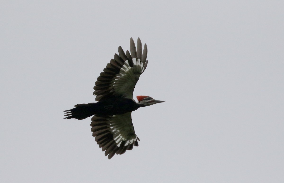 Pileated Woodpecker - ML300670421