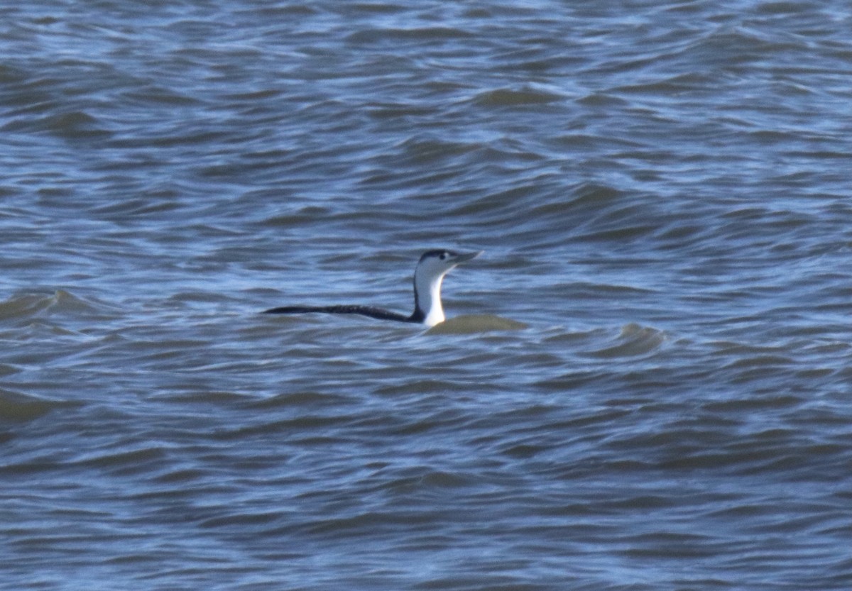 Red-throated Loon - ML300672971