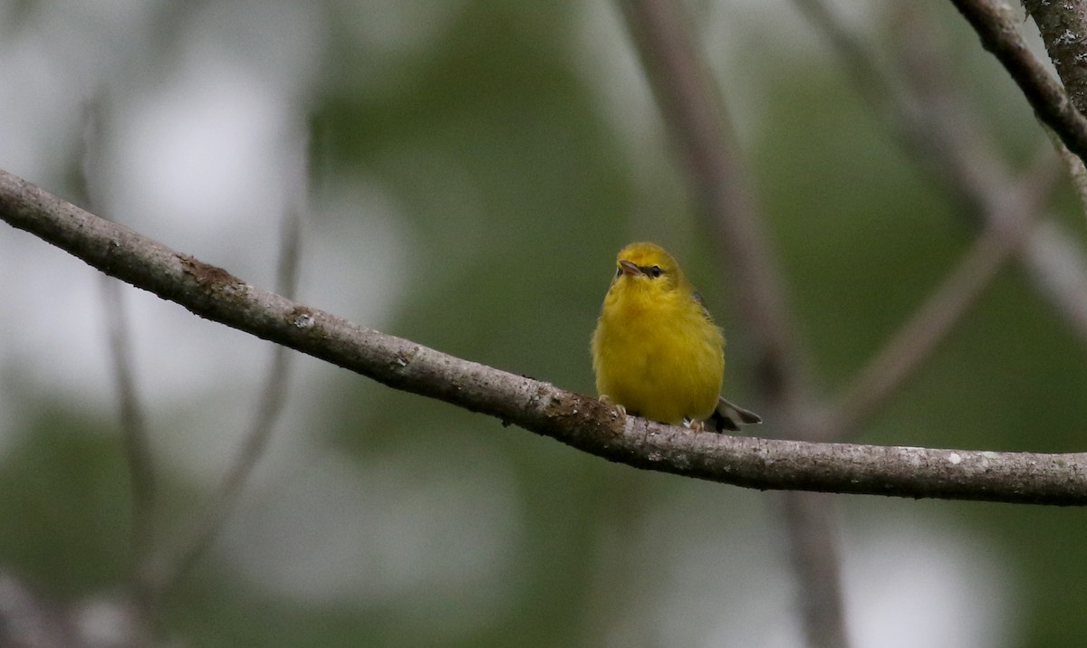 Blue-winged Warbler - Jay McGowan