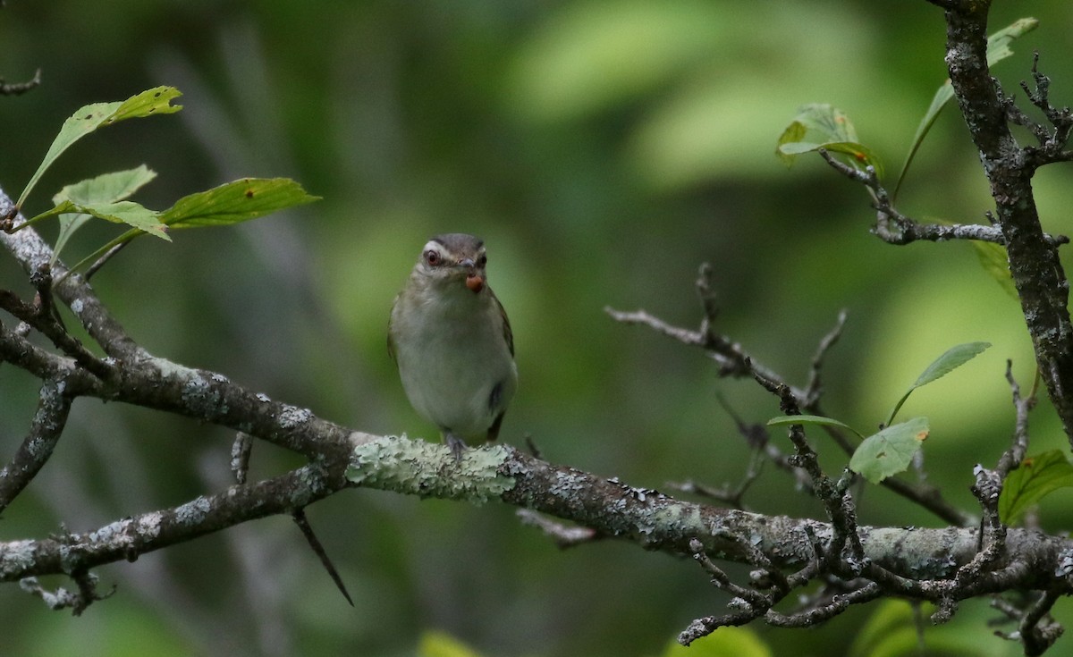 Red-eyed Vireo - Jay McGowan