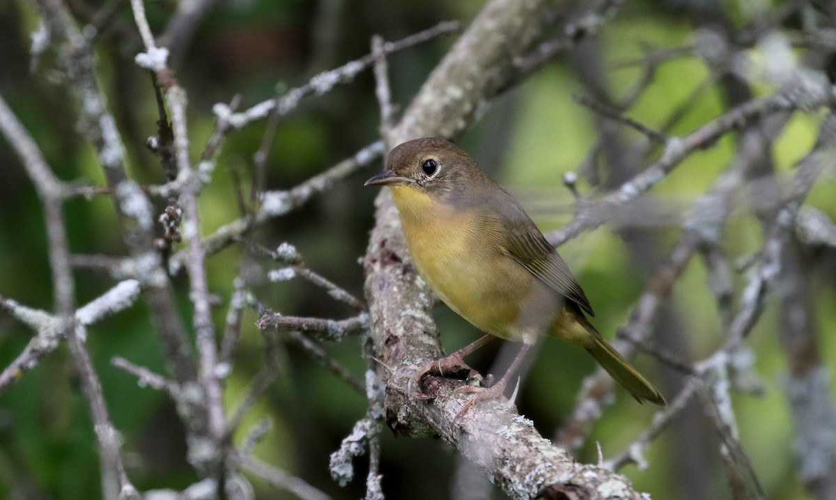 Common Yellowthroat - ML300673551