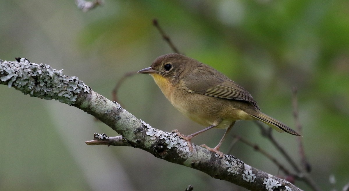 Weidengelbkehlchen - ML300673761