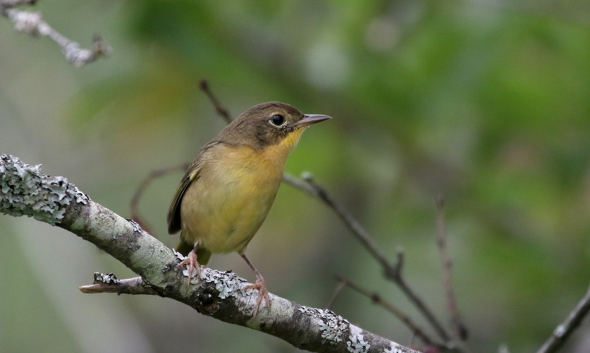 Common Yellowthroat - ML300673791