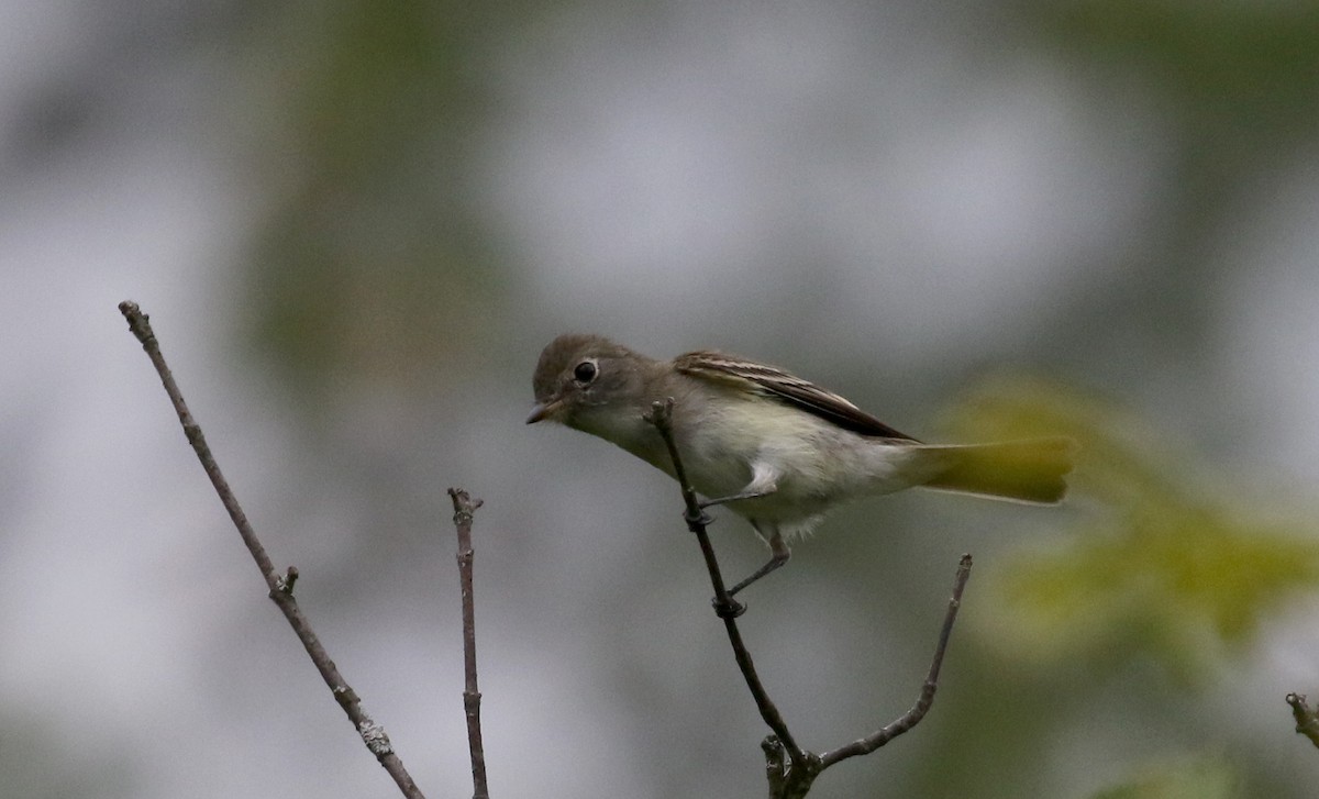 Mosquero Mínimo - ML300673941