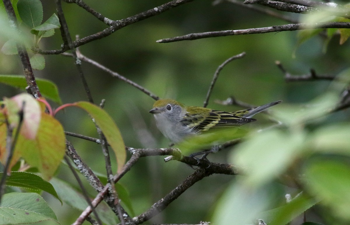 Chestnut-sided Warbler - ML300673981