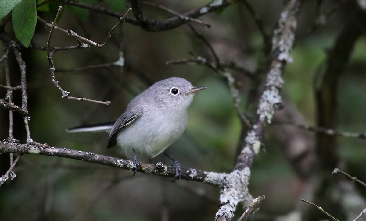 Blue-gray Gnatcatcher (caerulea) - Jay McGowan