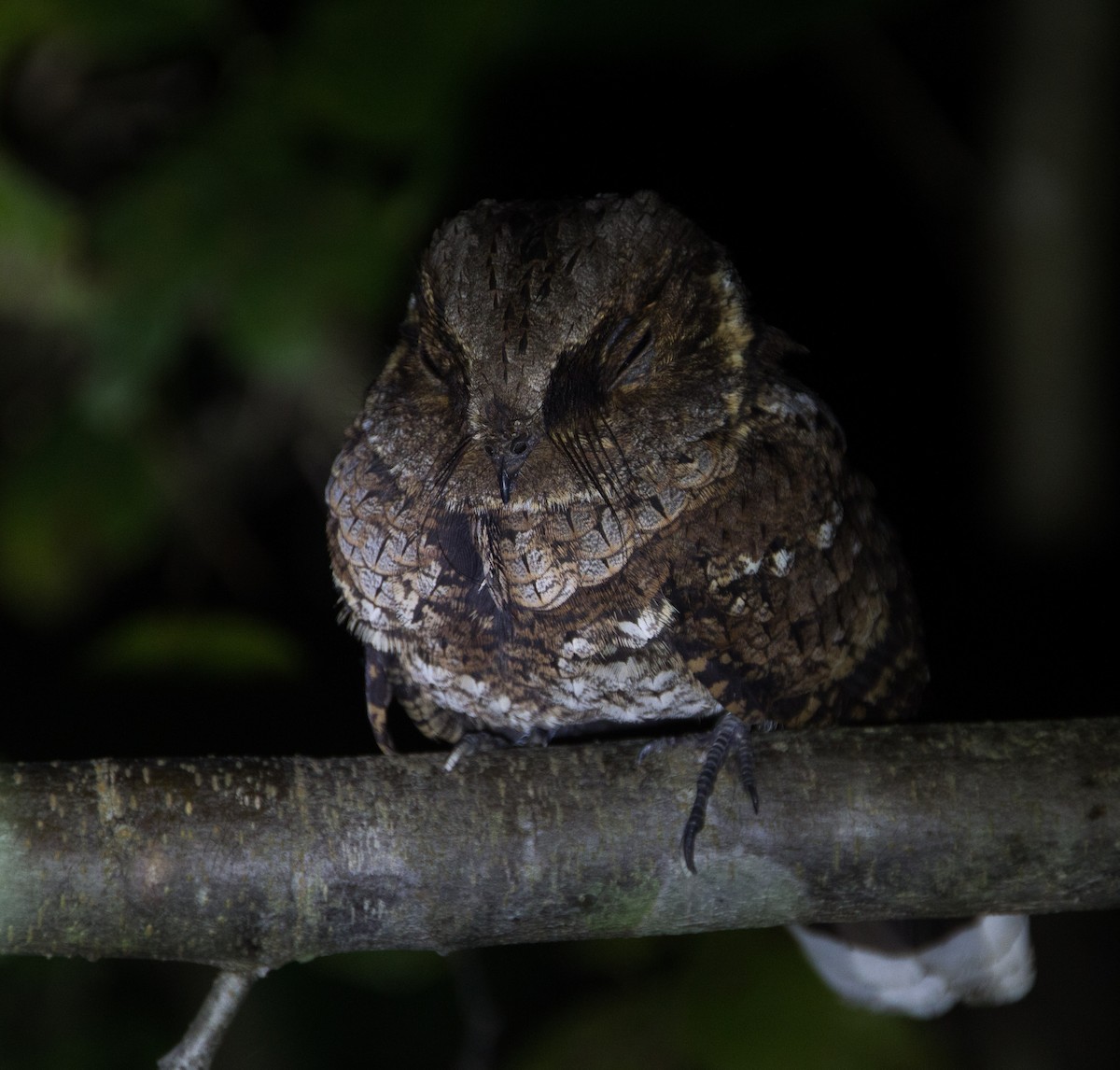 Yucatan Poorwill - ML300674351