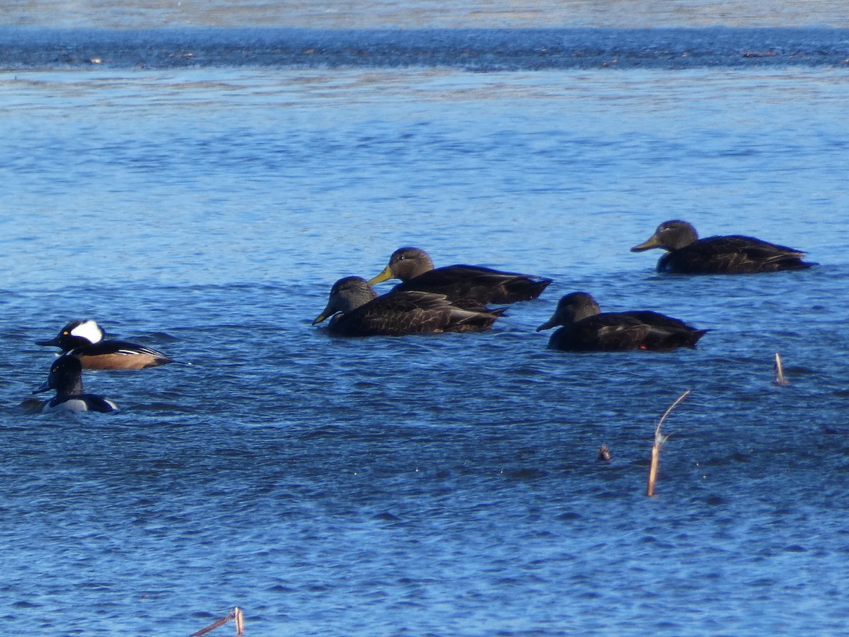 Hooded Merganser - Anonymous