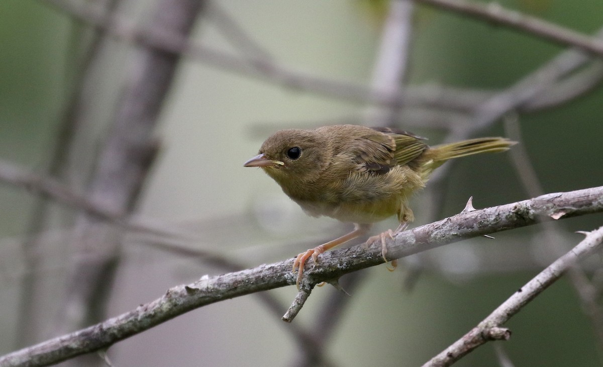 Common Yellowthroat - ML300674731