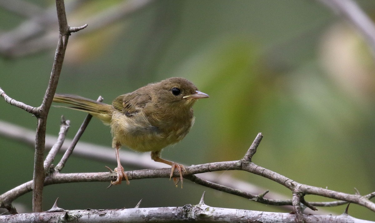 Common Yellowthroat - ML300674811