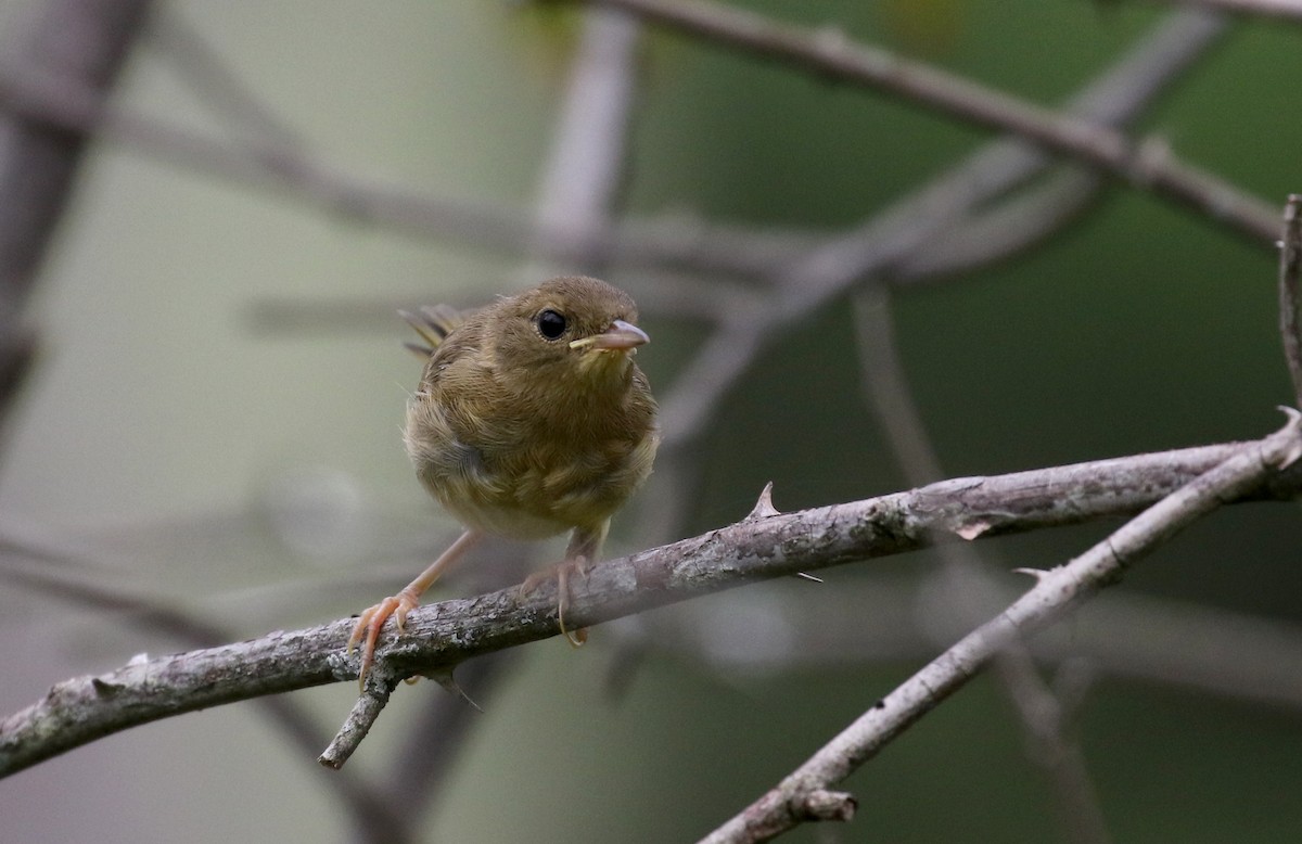 Common Yellowthroat - Jay McGowan