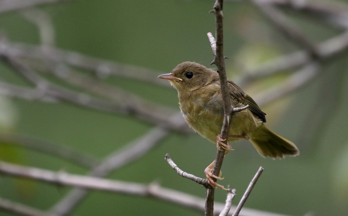 Common Yellowthroat - Jay McGowan