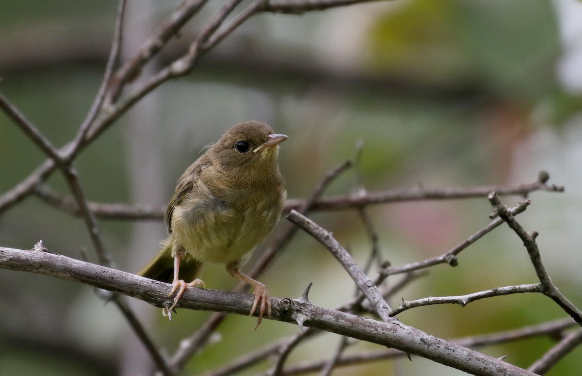 Common Yellowthroat - Jay McGowan