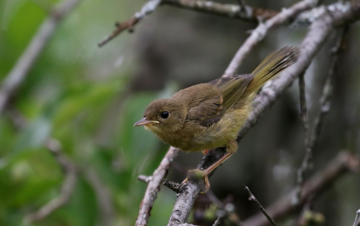 Weidengelbkehlchen - ML300674991