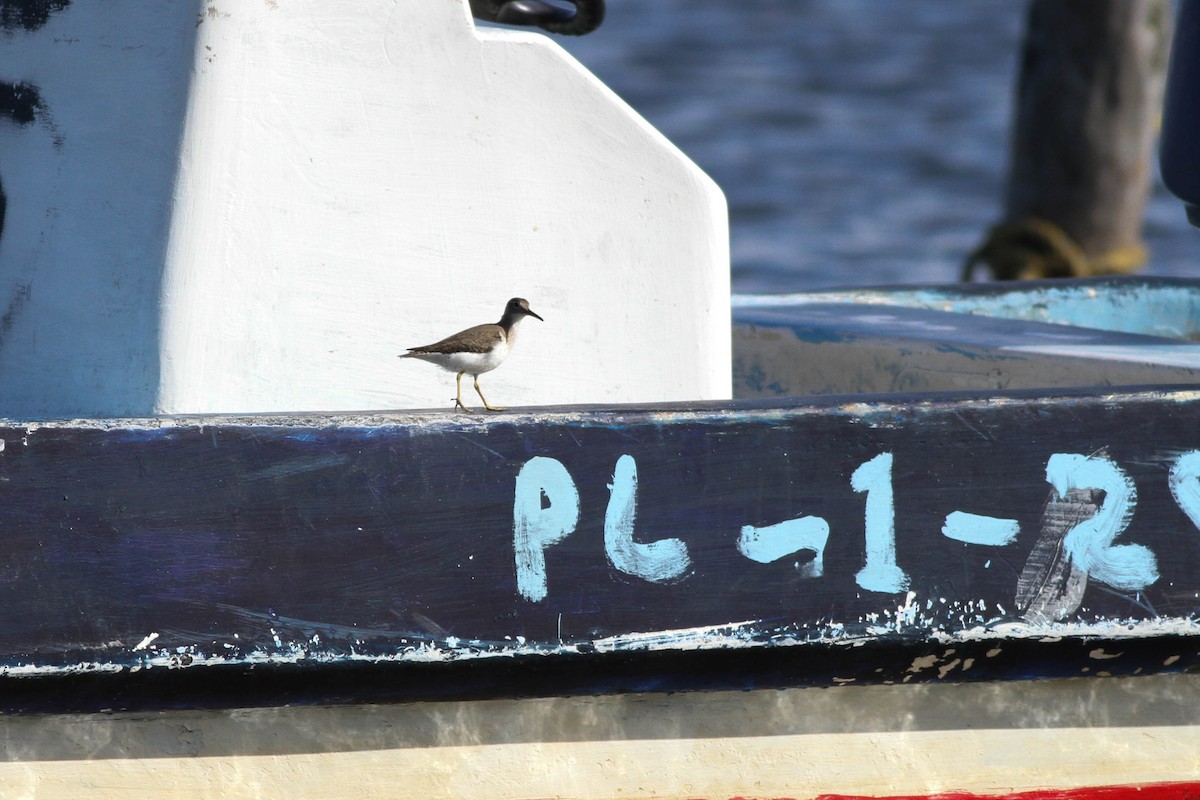 Spotted Sandpiper - ML300675141