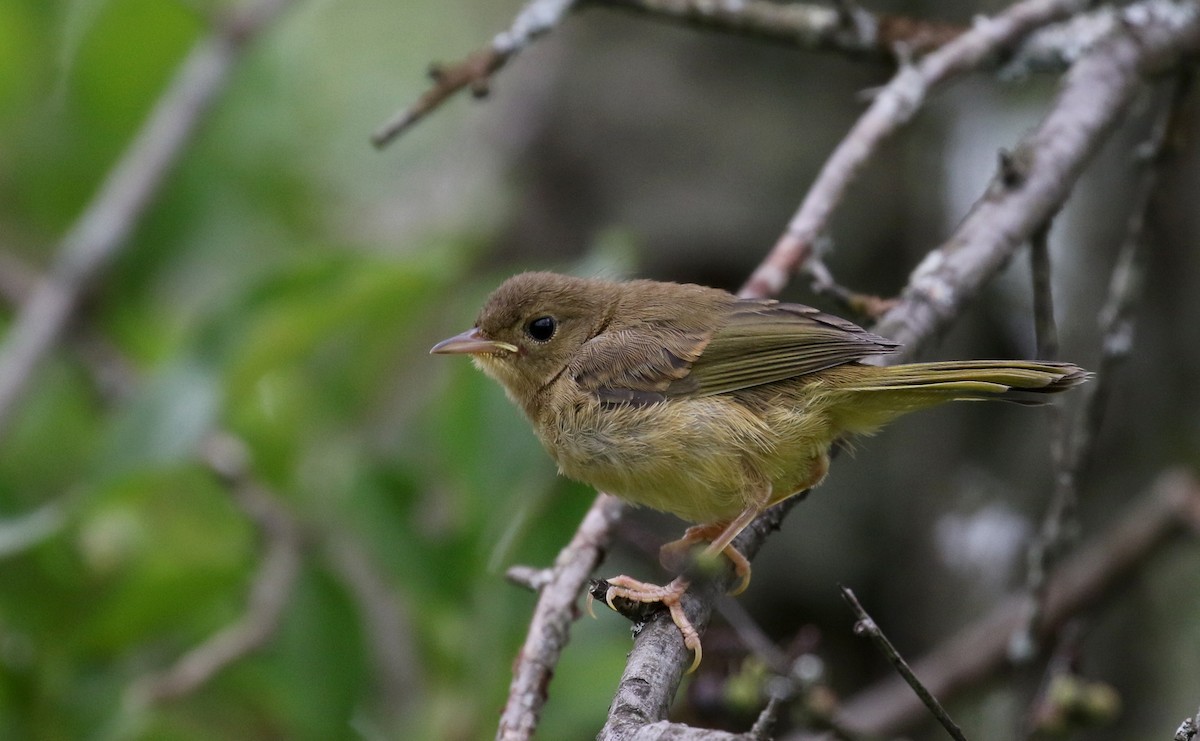 Common Yellowthroat - Jay McGowan