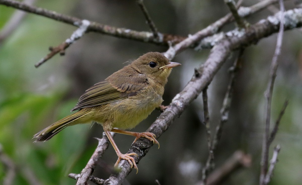 Common Yellowthroat - Jay McGowan