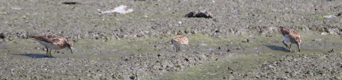 Least Sandpiper - Jason Forbes