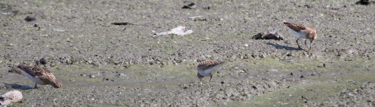 Least Sandpiper - Jason Forbes