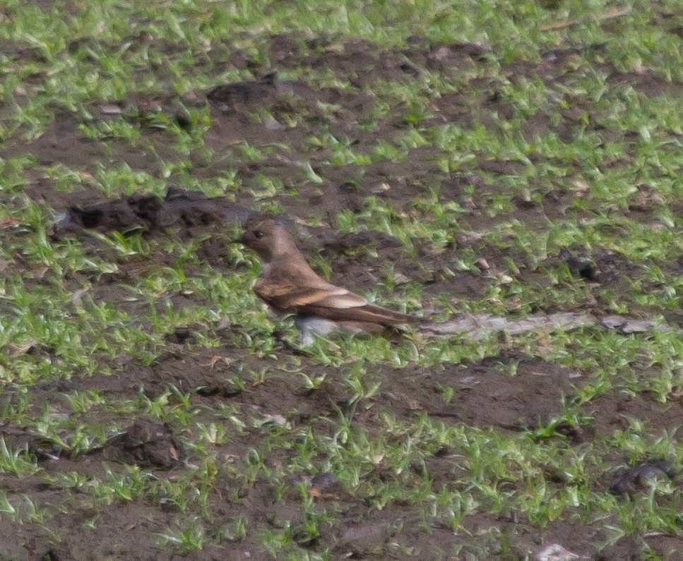 Northern Rough-winged Swallow - ML300677851