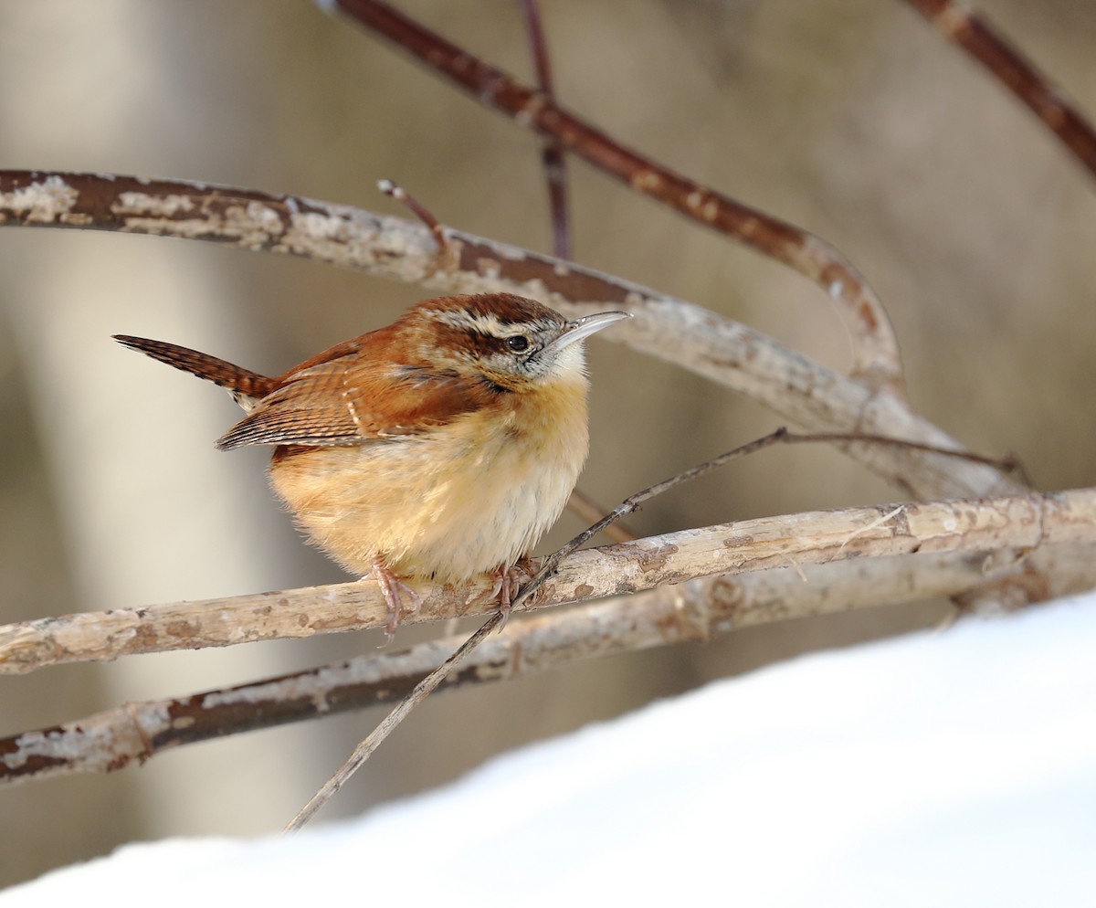 Carolina Wren - ML300678721