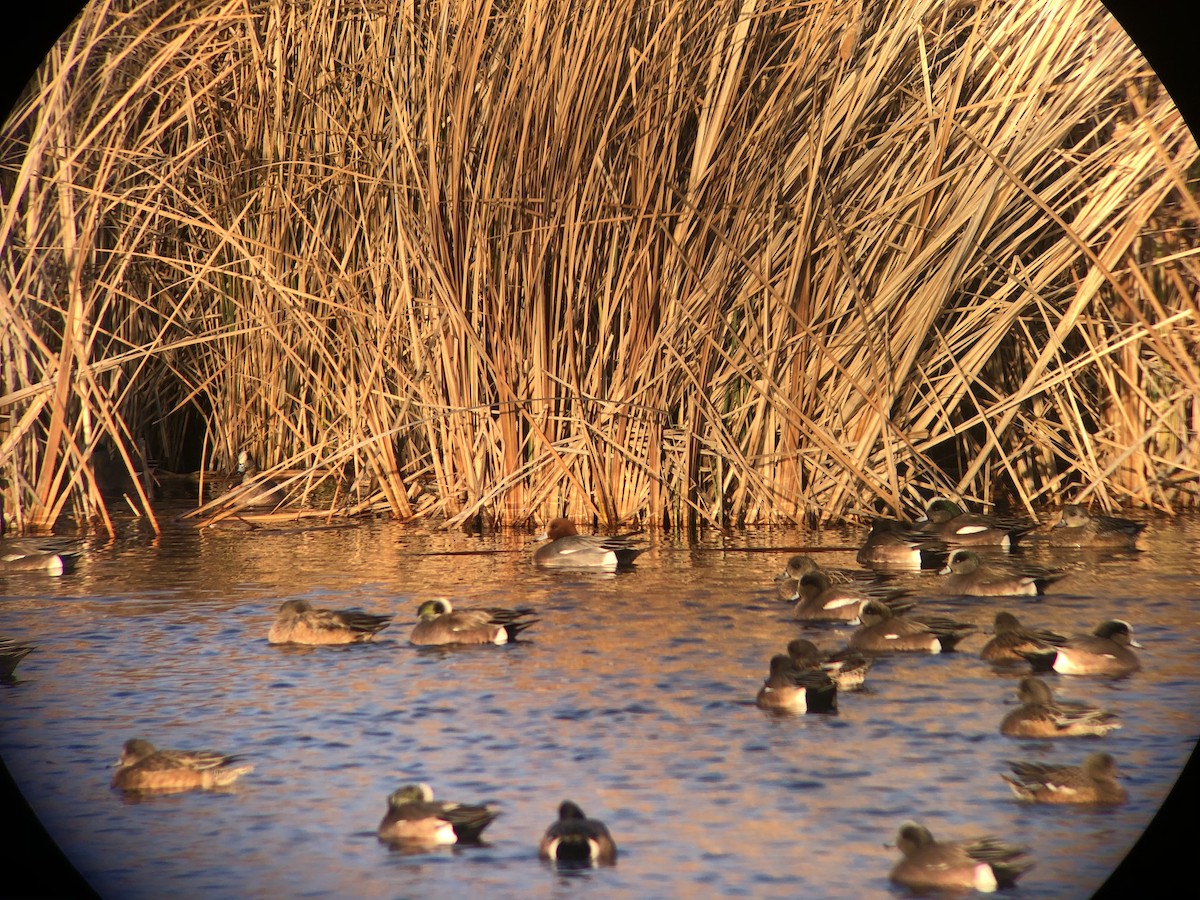 Eurasian Wigeon - ML300678811