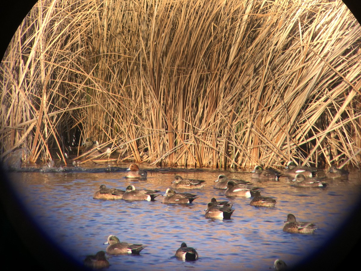 Eurasian Wigeon - ML300678841