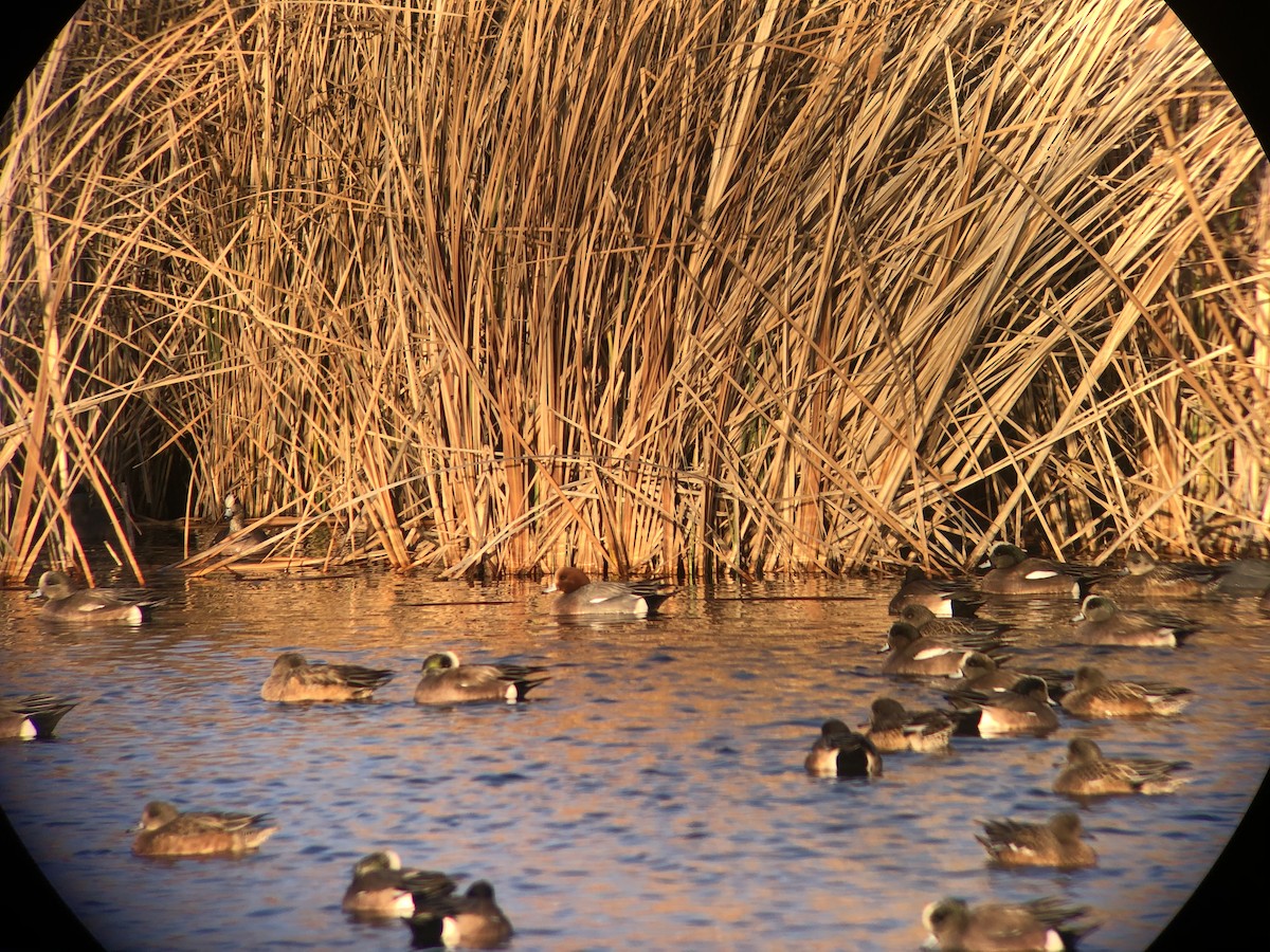 Eurasian Wigeon - ML300678861