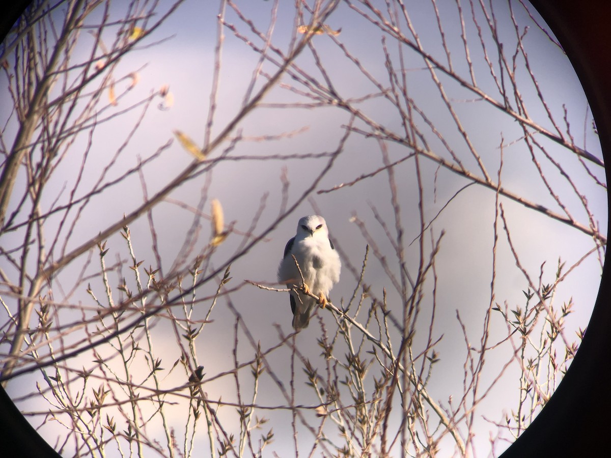 White-tailed Kite - ML300679111