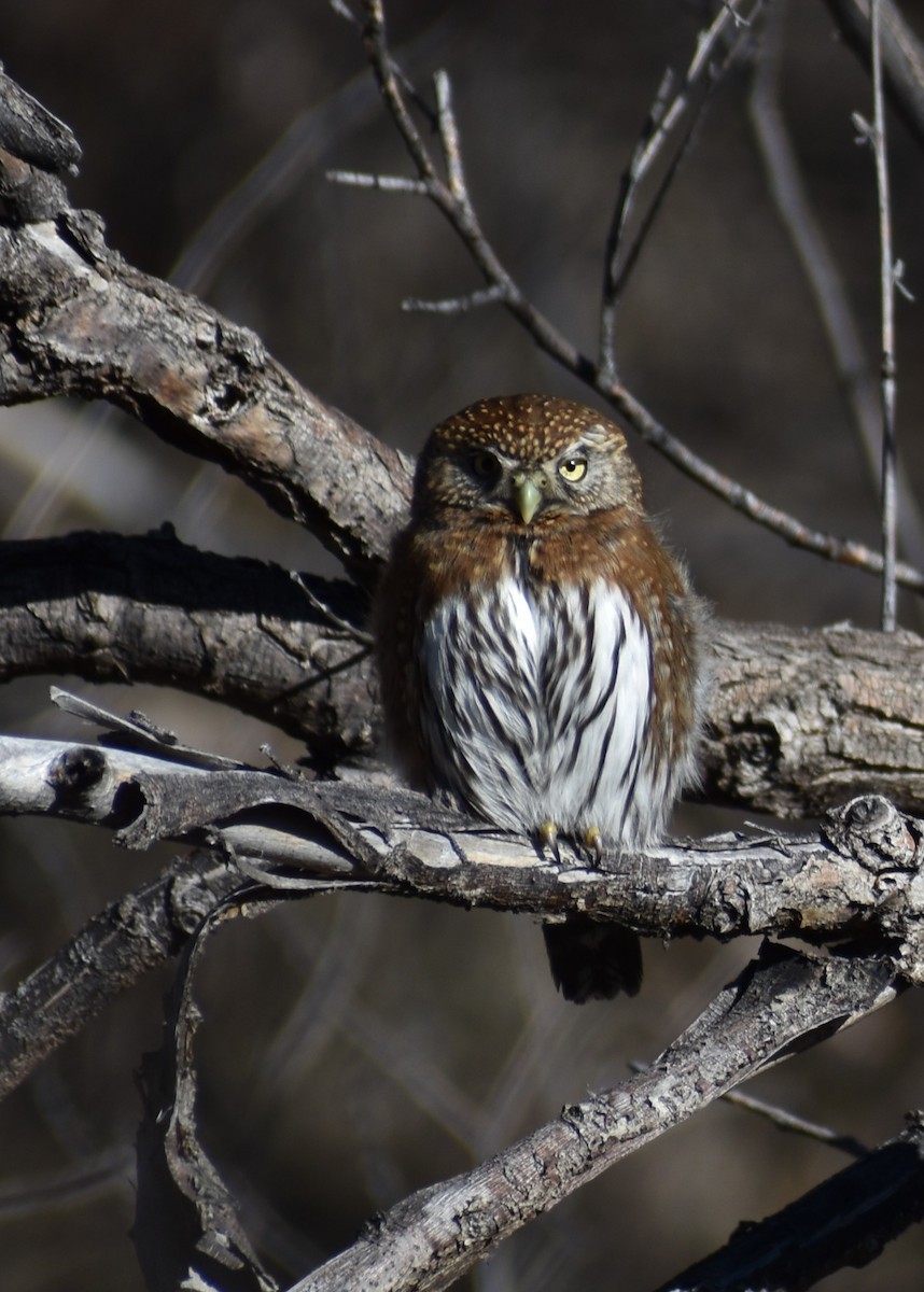 Northern Pygmy-Owl - ML300679181