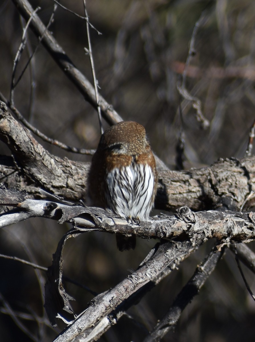 Northern Pygmy-Owl - ML300679191