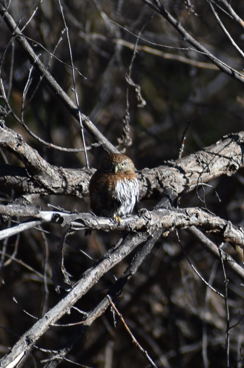 Northern Pygmy-Owl - ML300679201