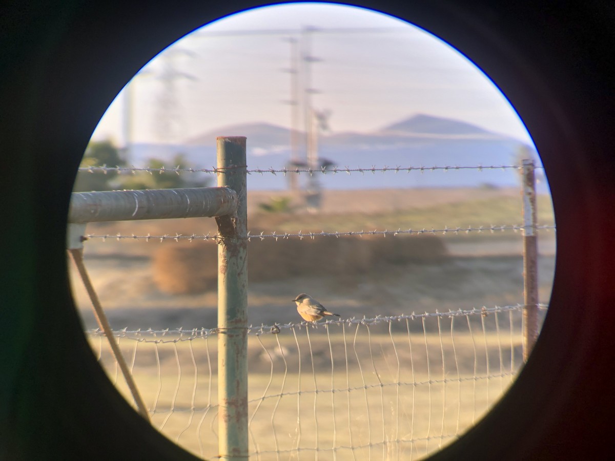 Say's Phoebe - ML300679431