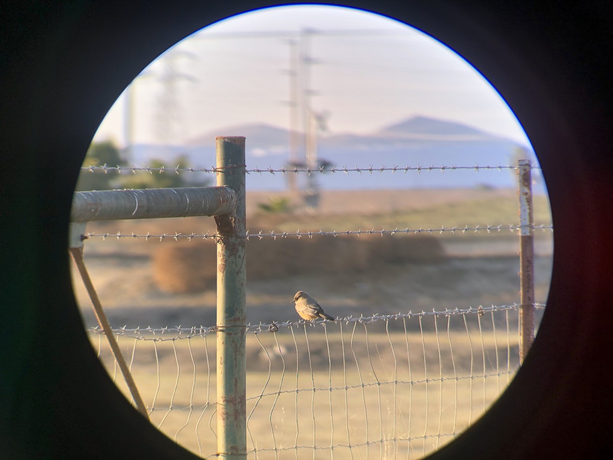 Say's Phoebe - ML300679451