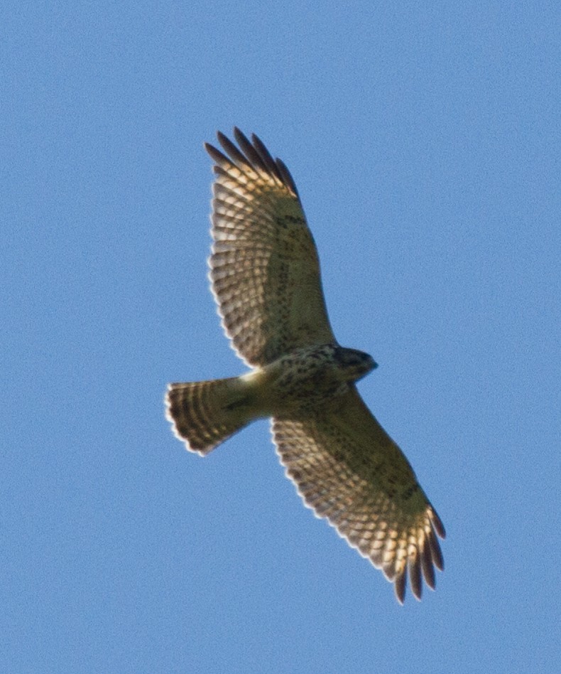 Red-shouldered Hawk - ML300679461