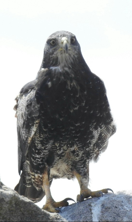 Black-chested Buzzard-Eagle - Fernando Muñoz