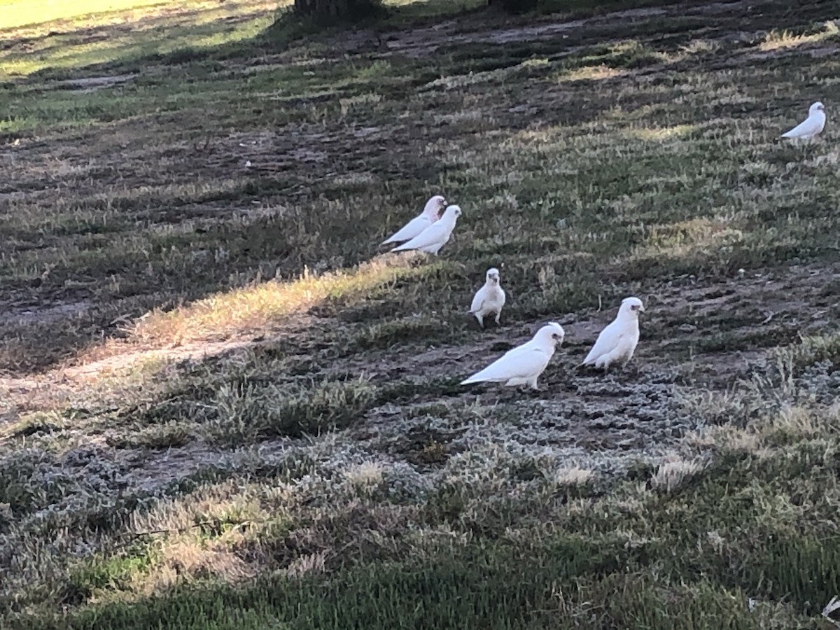 Little Corella - ML300680641