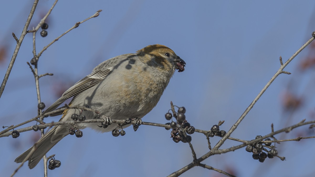 Pine Grosbeak - ML300680831