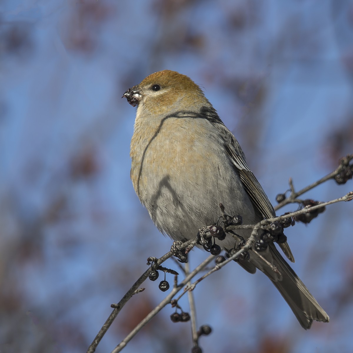 Pine Grosbeak - ML300680881